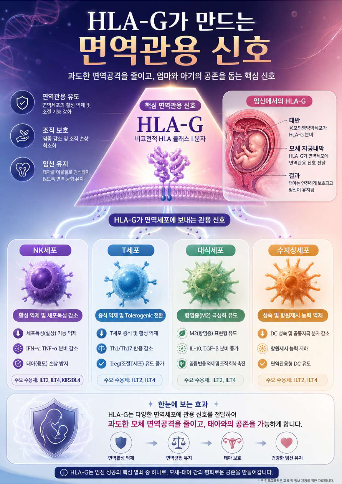 HLA-G가 만드는 면역관용 신호